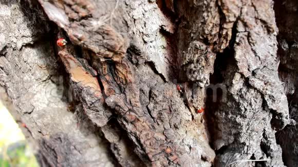 瓢虫在木头上爬行视频的预览图