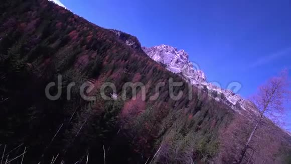 阿尔卑斯山脉中部的秋色森林视频的预览图