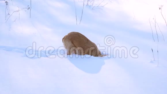 狗在冬天寻找踪迹打猎美丽的狗玩雪视频的预览图