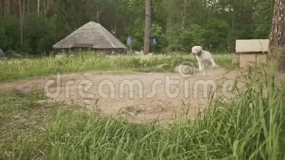 森林边缘的村庄里有一只狗对主人的到来感到高兴摇着尾巴农村视频的预览图