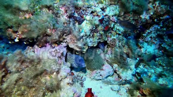 海底野生生物深礁中的两条海鳗视频的预览图