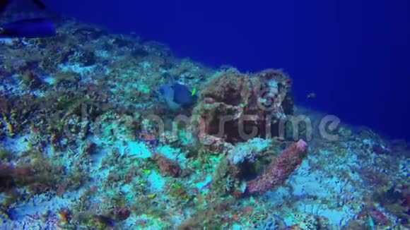 在科祖梅尔附近水域的珊瑚礁上觅食的天使鱼视频的预览图