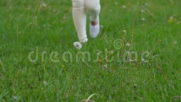 穿着白色鞋子的女人的腿在绿色的田野上奔跑触摸蒲公英视频的预览图