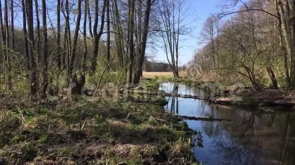 春天波兰自然的湿地视频的预览图