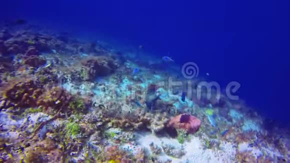 在科祖梅尔附近海域以珊瑚为食的各种热带鱼类视频的预览图