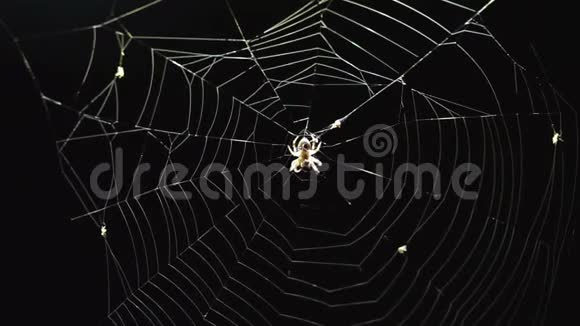 蜘蛛网和蚊子的特写视频的预览图
