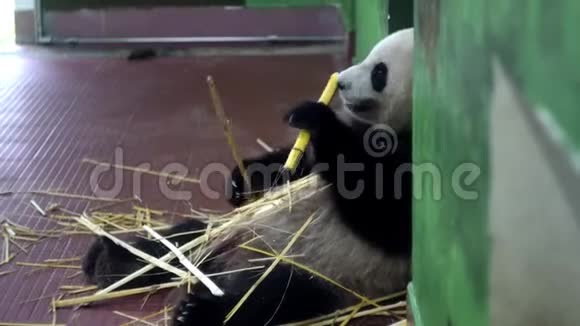 熊猫吃竹秆媒体毛茸茸的大熊猫坐着用爪子抓住竹柄咀嚼它们可爱视频的预览图