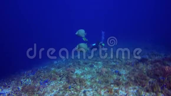 天使鱼与一个水肺潜水员在科祖梅尔附近游泳视频的预览图