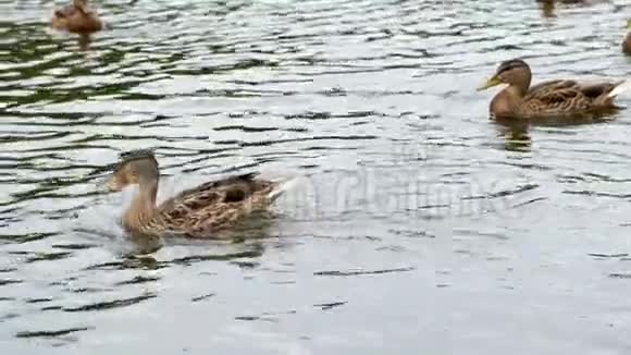鸭子在池塘上鸭子和小鸭子在水里游泳清理它们的羽毛野生动物美丽的鸭子吃面包视频的预览图