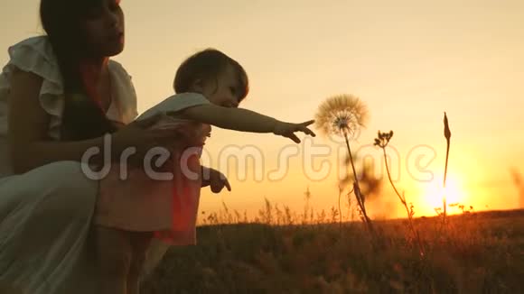 日落时小女儿和妈妈在公园里玩婴儿把手伸向蒲公英幸福的家庭旅行视频的预览图