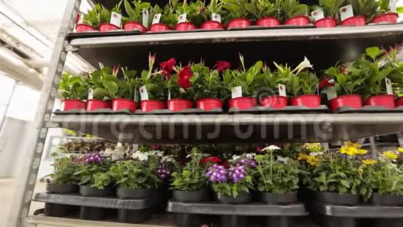 一排排的花盆里美丽的花立在一排存货里视频的预览图