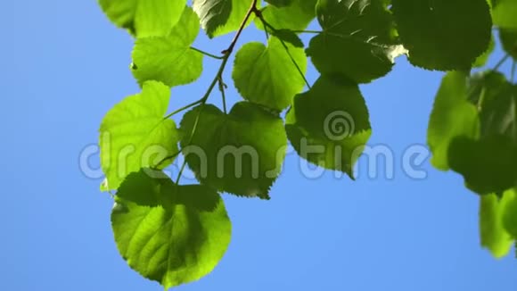 大自然清澈的蓝天背景以清新的第一春树叶为自然框架实时4K视频镜头视频的预览图