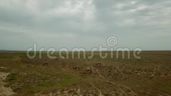 哈萨克斯坦干旱草原背景下两头驼背奔跑的野生骆驼视频的预览图