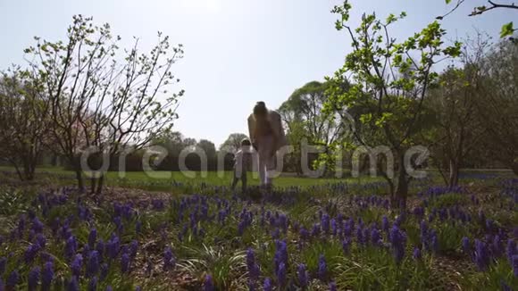 春天阳光明媚的一天年轻的的母亲和一个小男孩在麝香田边散步葡萄风信子视频的预览图