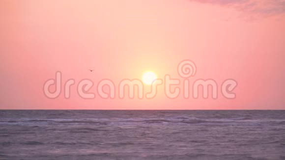 慢镜头夕阳西下海鸥飞过视频的预览图