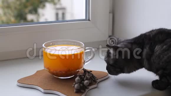 英国猫在窗户上闻茶视频的预览图