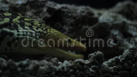地中海水下拍摄的鳗鱼视频的预览图
