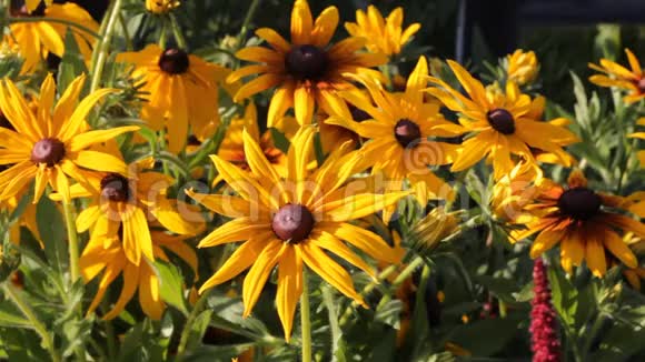 黄花鲁德贝克亚在花园里轻风摇曳夏日阳光明媚视频的预览图