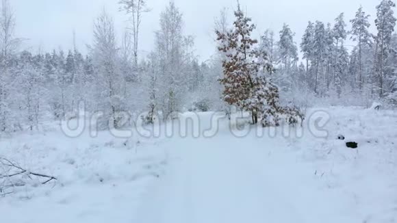 冬季森林中的雪道向前移动视频的预览图