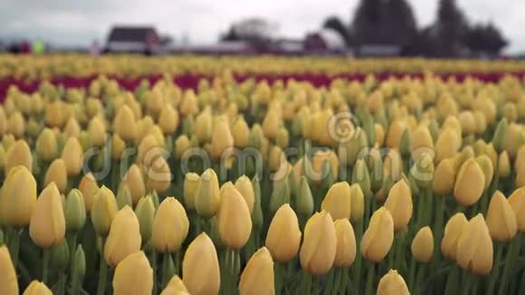 斯卡吉谷黄色郁金香华盛顿州视频的预览图
