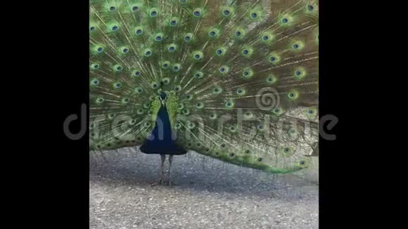 孔雀昂首挺胸的彩尾视频的预览图