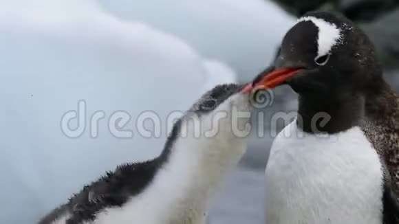 古图企鹅的气视频的预览图