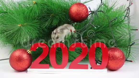 白鼠是2020年来年的象征视频的预览图