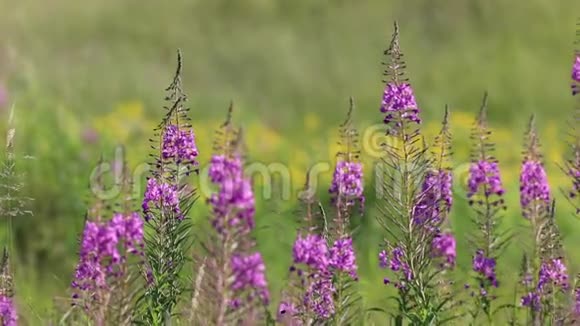 夏天西伯利亚的草地上盛开着浮萍视频的预览图