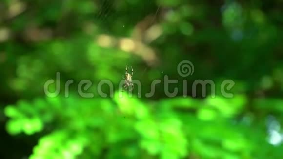 一只蜘蛛坐在森林里的网上一只蜘蛛猎捕昆虫喝他们的血视频的预览图