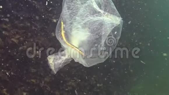 塑料袋在海里海鱼和动物的杀手塑料碎片环境污染水生居民死亡视频的预览图