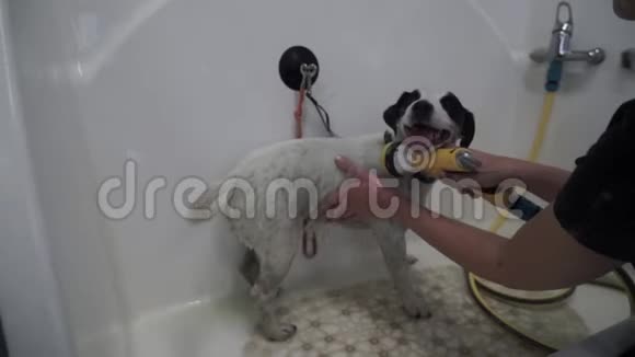 在浴室里享受水处理的狗视频的预览图