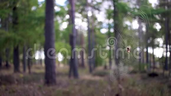秋季常见的蜘蛛网和松林背落视频的预览图