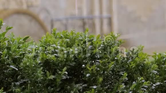 雨点倾泻在柏木的绿色灌木上视频的预览图