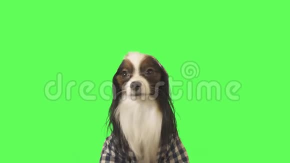 漂亮的狗狗帕皮隆穿着带罩的衣服四处张望并在绿色背景的股票录像中逃跑视频的预览图