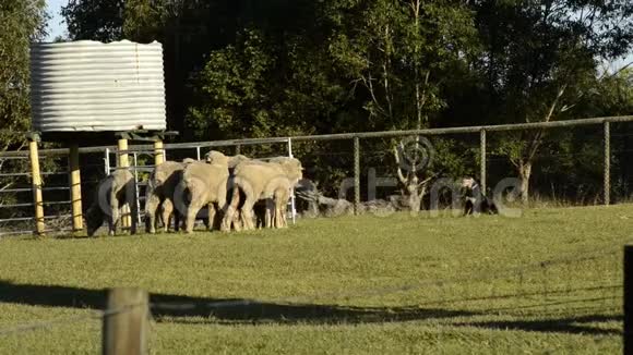 成群的羊也被称为羊群视频的预览图