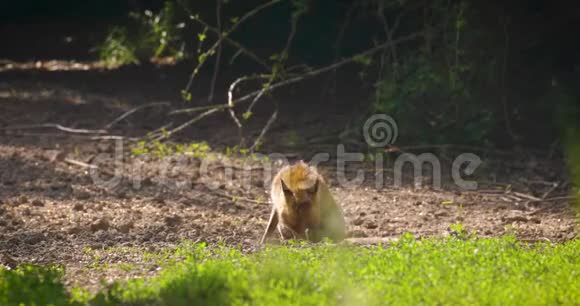 壮红狐雄在林中玉米粒视频的预览图