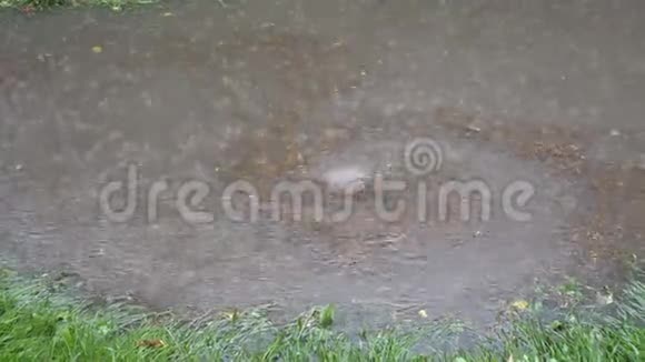 在一个深坑里在雨中旋转漩涡它会有落叶污垢和碎片漂浮在水面上视频的预览图