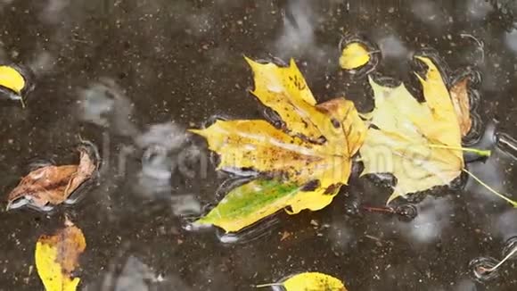枫树在水坑中漂浮的黄叶视频的预览图