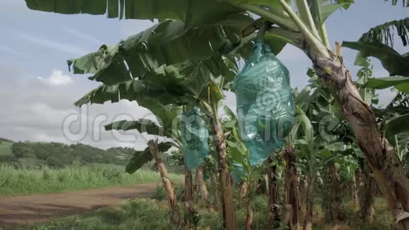 香蕉田里有塑料保护的香蕉和绿色香蕉视频的预览图