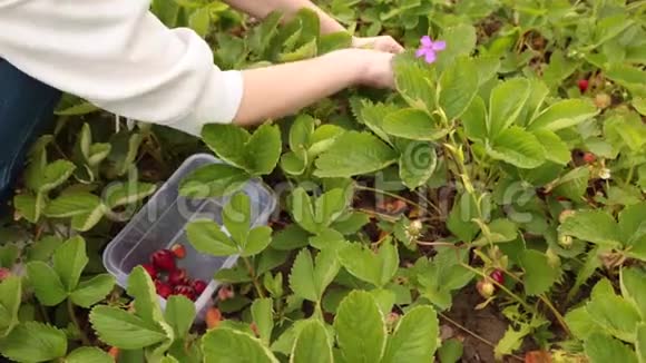 女农民在花园里收集红色成熟草莓视频的预览图