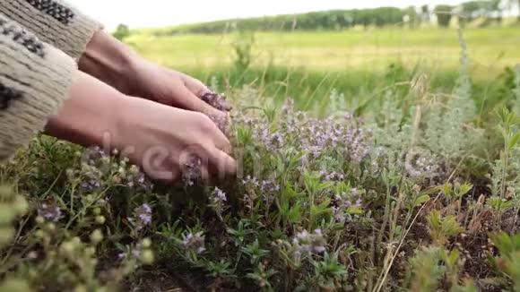 女人的手拿起新鲜的绿色百里香紫色的花生长在草地上视频的预览图