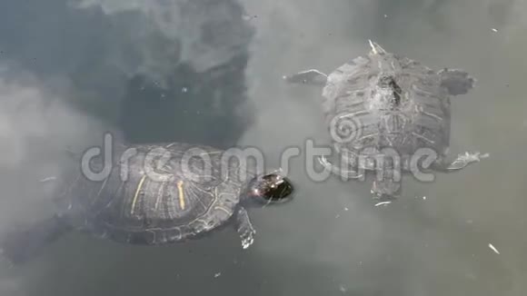 乌龟和乌龟在池塘里漂浮在水面上视频的预览图