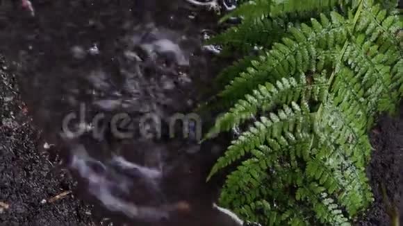 雨水落在花园里草地上的深坑里视频的预览图