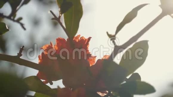 美丽的红花在阳光下的树上美丽的花朵剪影视频的预览图