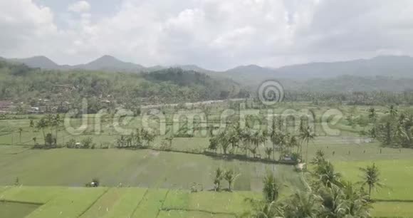 村景和美丽的稻田山谷里有椰子树在山下视频的预览图