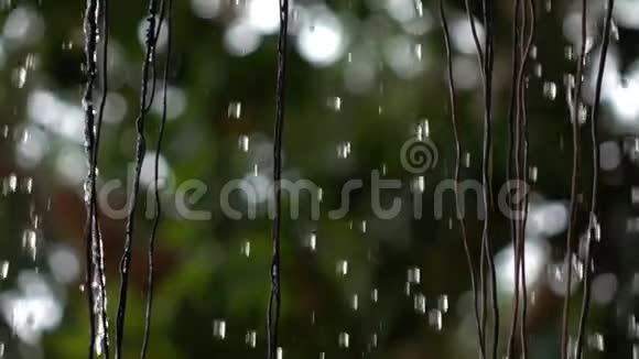 雨水在花园中缓慢下视频的预览图