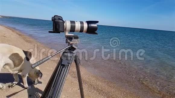 这只狗在海边的三脚架上靠近摄像机视频的预览图
