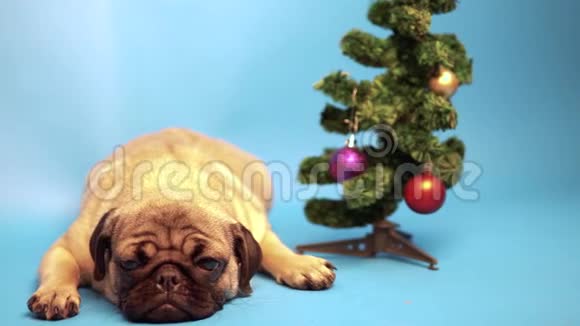有趣的pugpug小狗坐在圣诞树旁边圣诞节和新年的概念蓝色背景上的小狗在休息视频的预览图