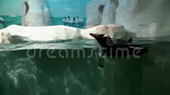 企鹅在水里潜水游泳视频的预览图