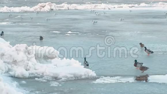 鸟儿在冰河上鸭子视频的预览图